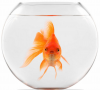 Goldfish sin avatar